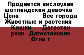 Продается вислоухая шотландская девочка › Цена ­ 8 500 - Все города Животные и растения » Кошки   . Дагестан респ.,Дагестанские Огни г.